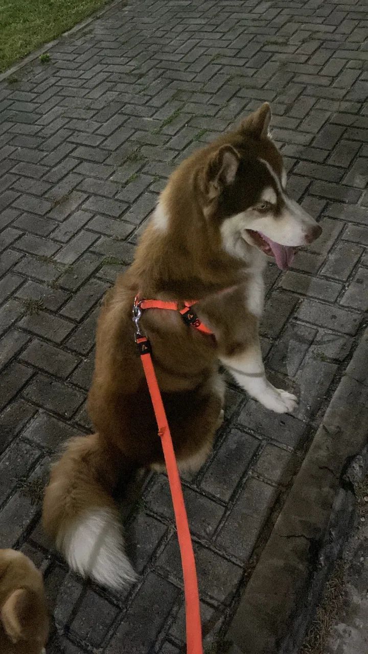 Husky para cruzar  - Foto 3