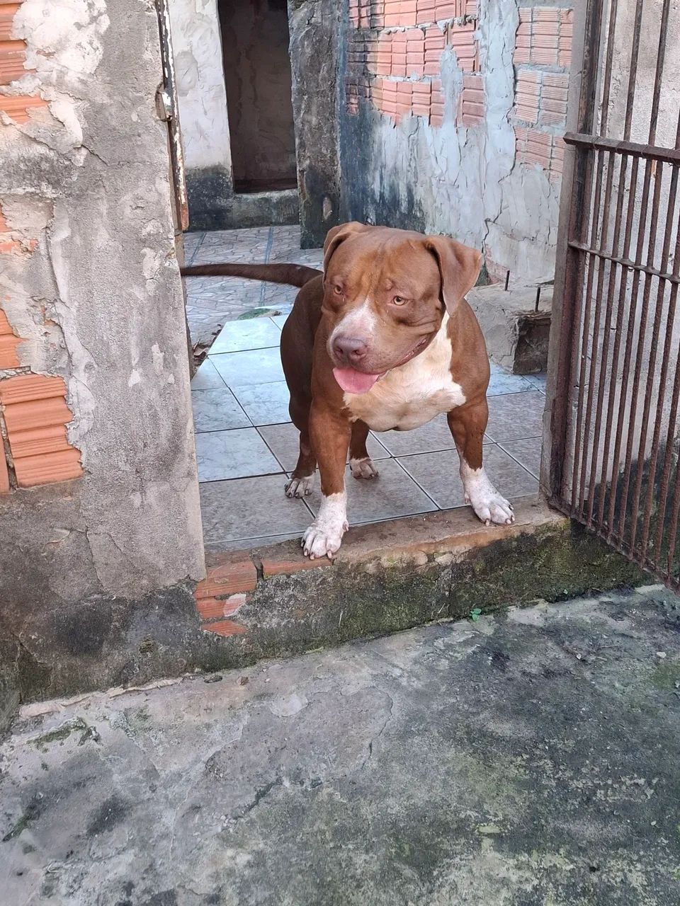  PITMONSTER - Foto 4