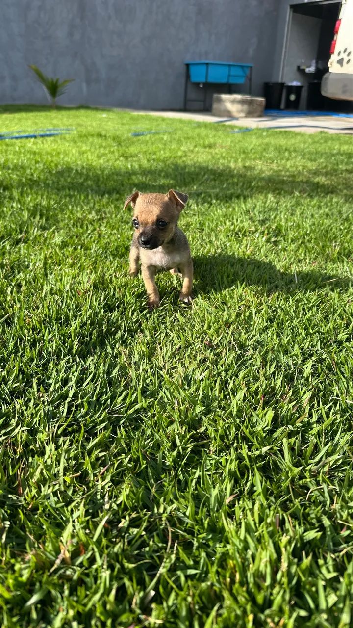 Pinscher 0 machos e fêmeas