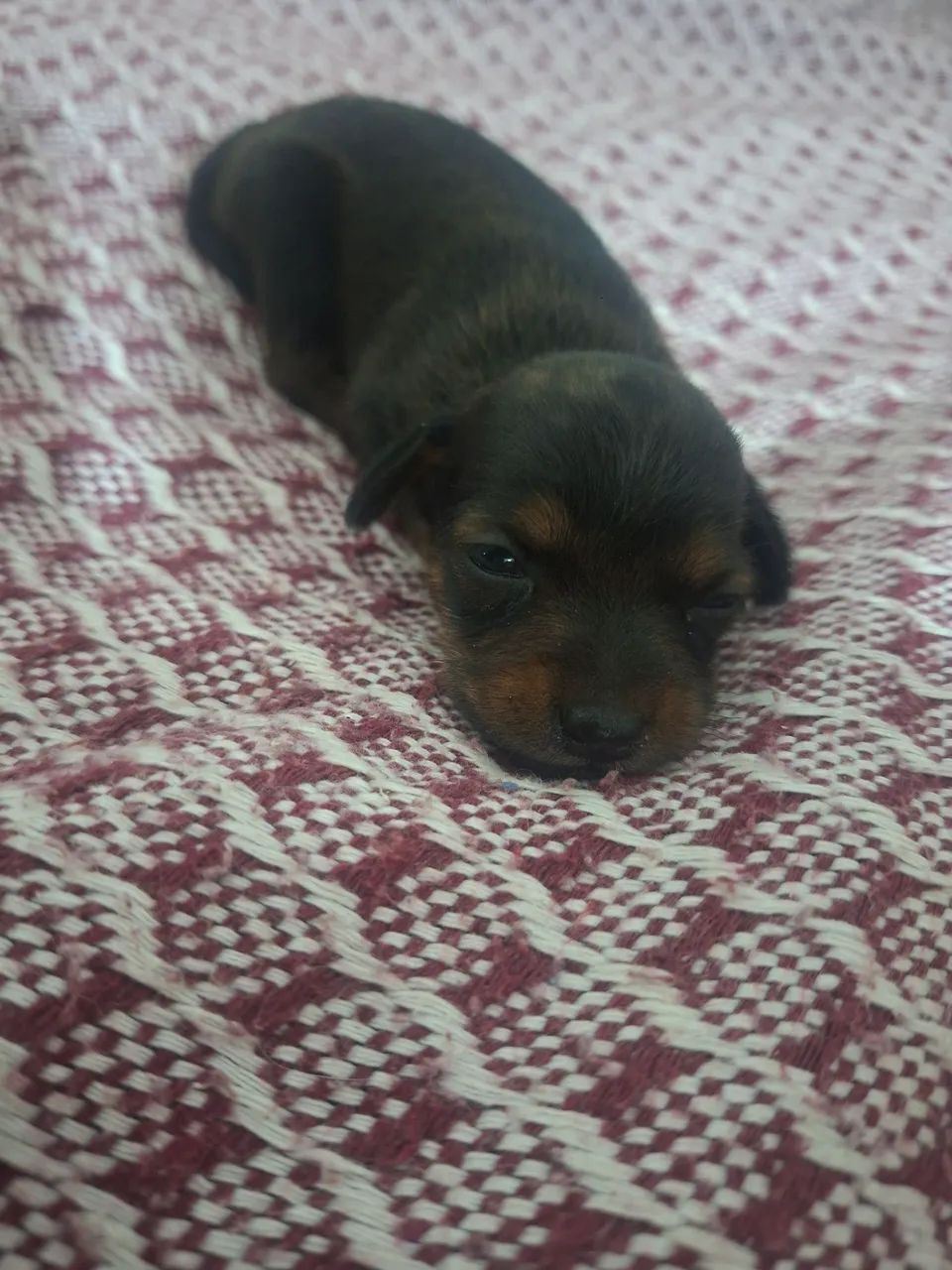 Filhotes de pinscher 