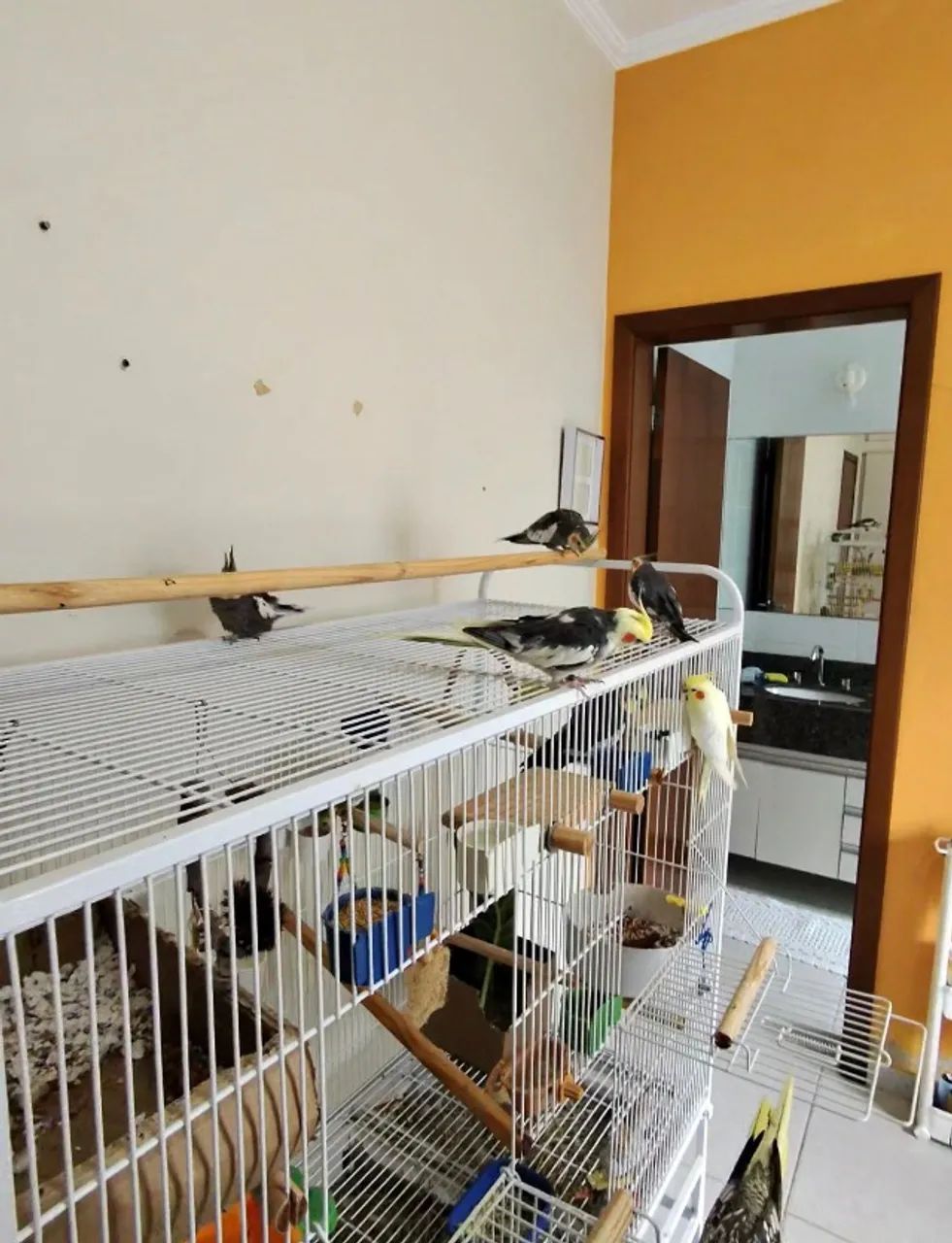 Viveiro Pássaros Calopsita Grande - Foto 2