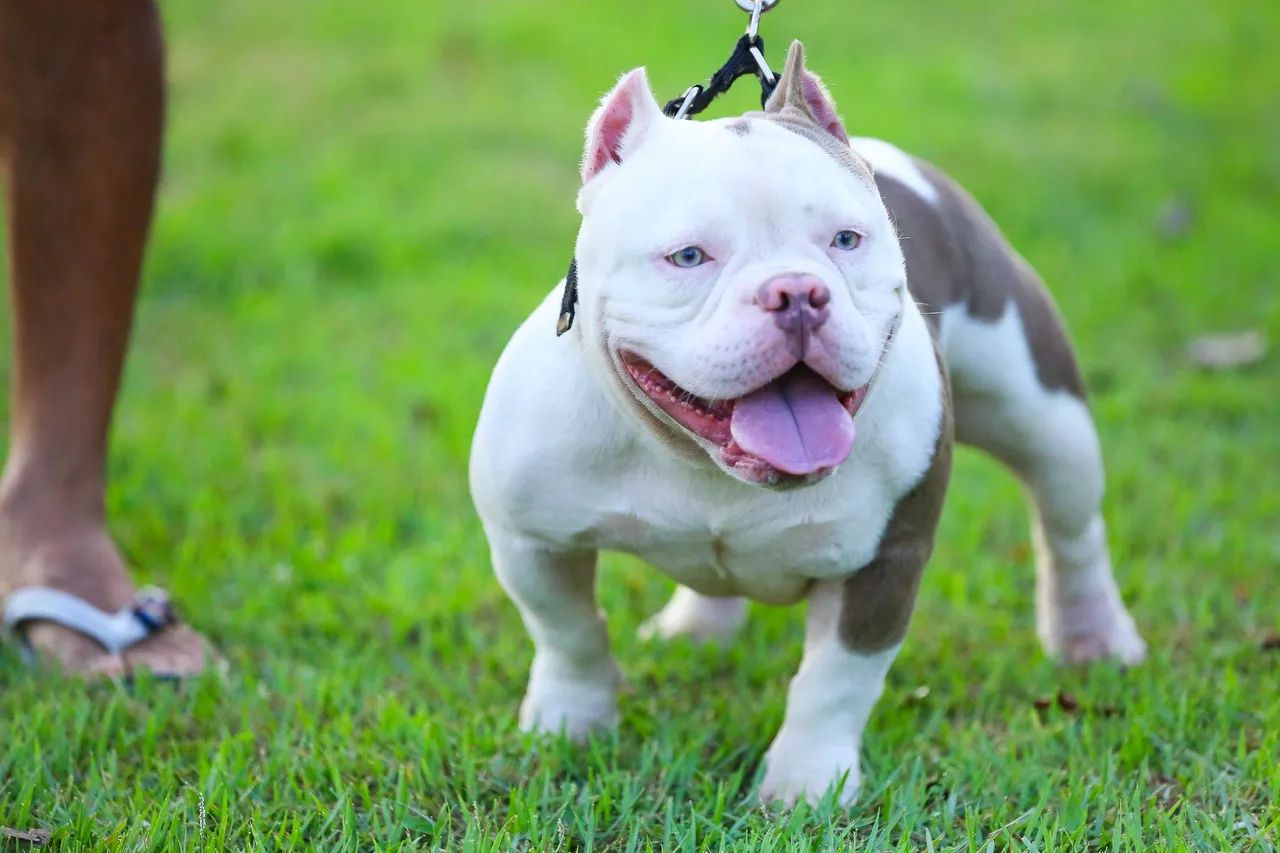 American Bully