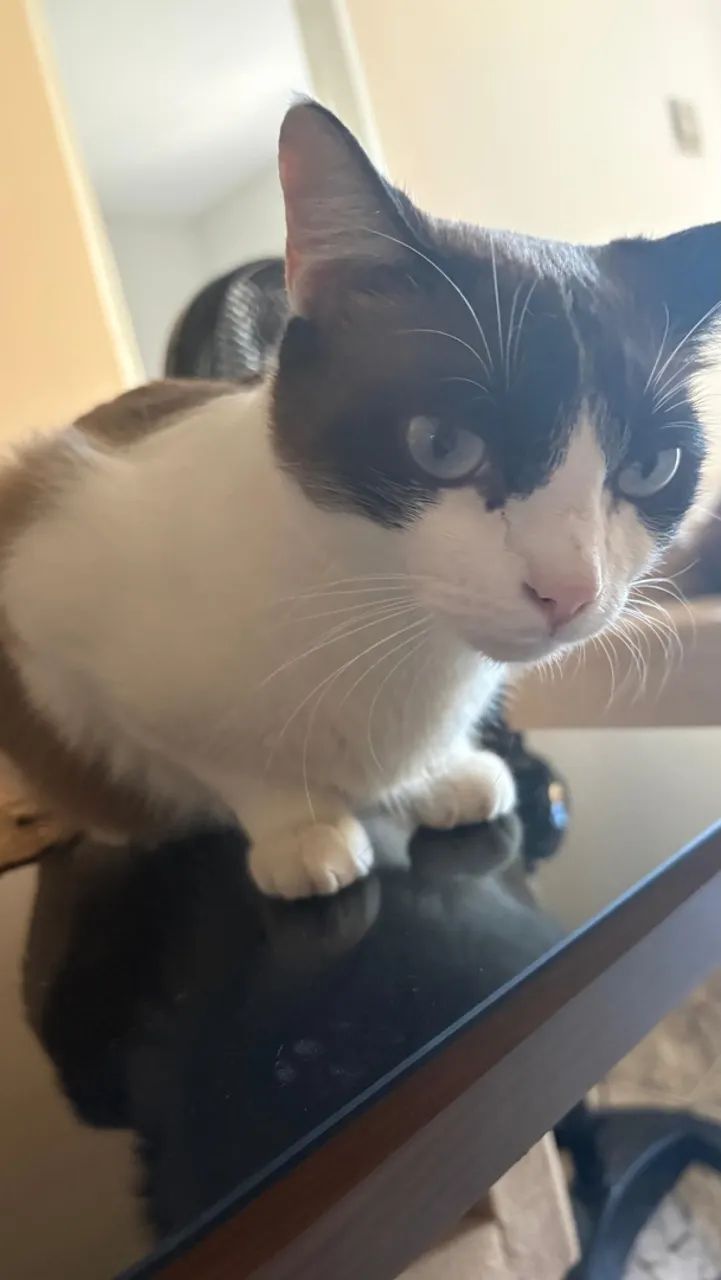Procura-se Gato Desaparecido - Foto 2