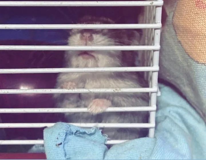 Hamster 