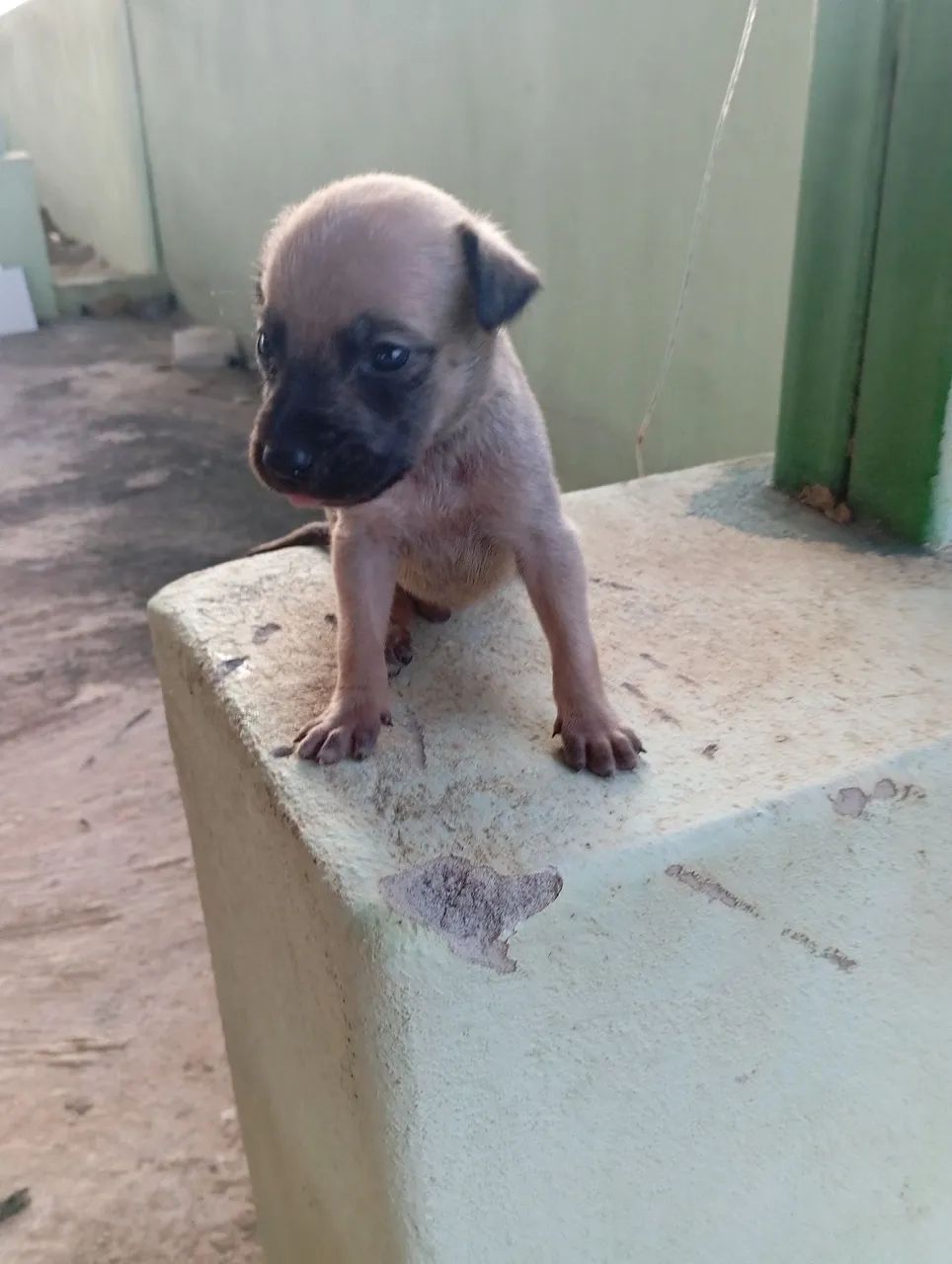 Filhotes de cachorro vira lata para adoção - Foto 2