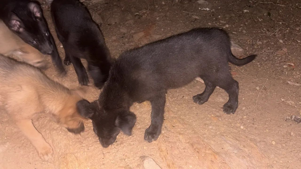 Filhote de 1 mês de nascido  - Foto 4