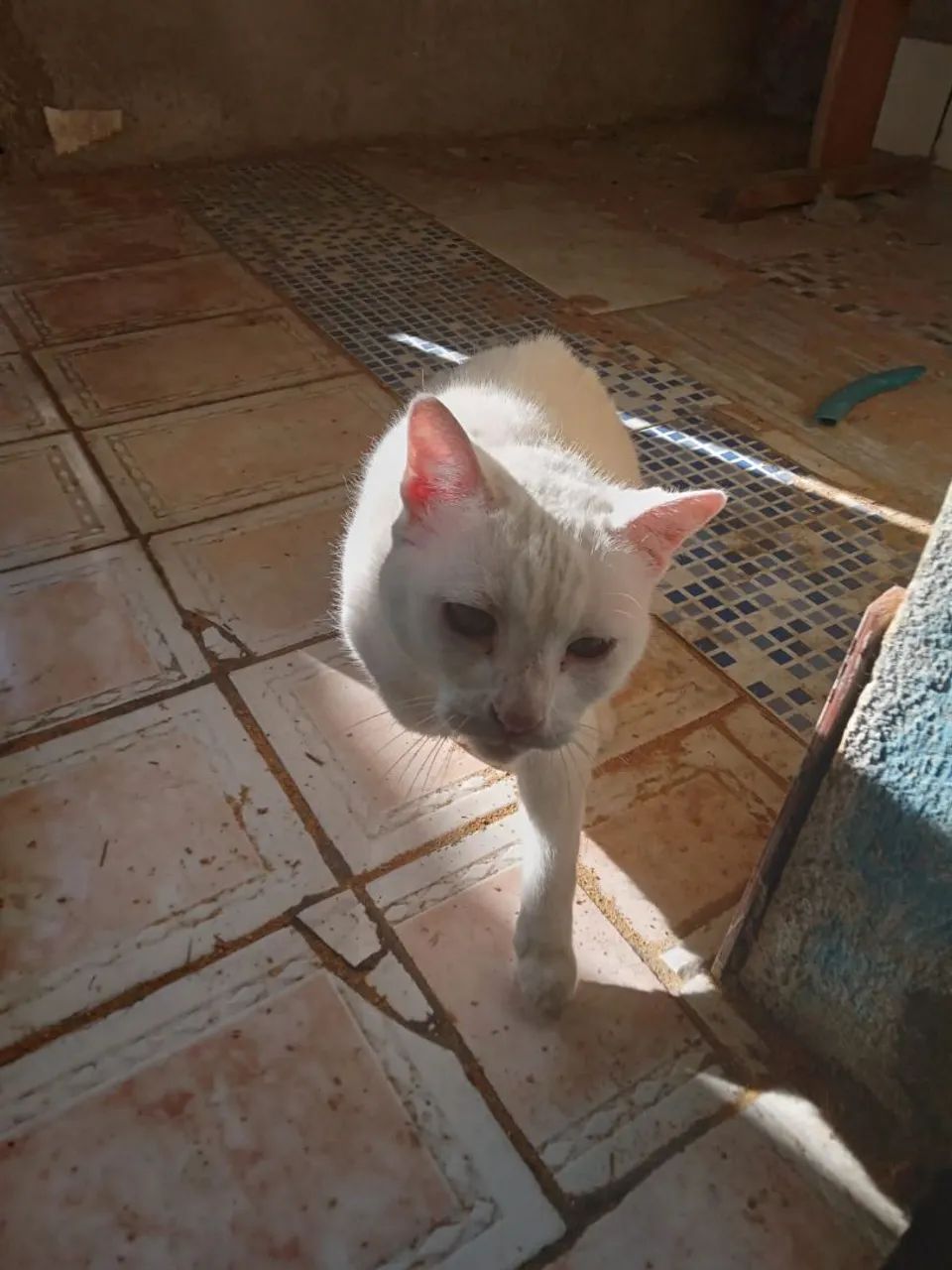 Doa se uma gatinha - Foto 3