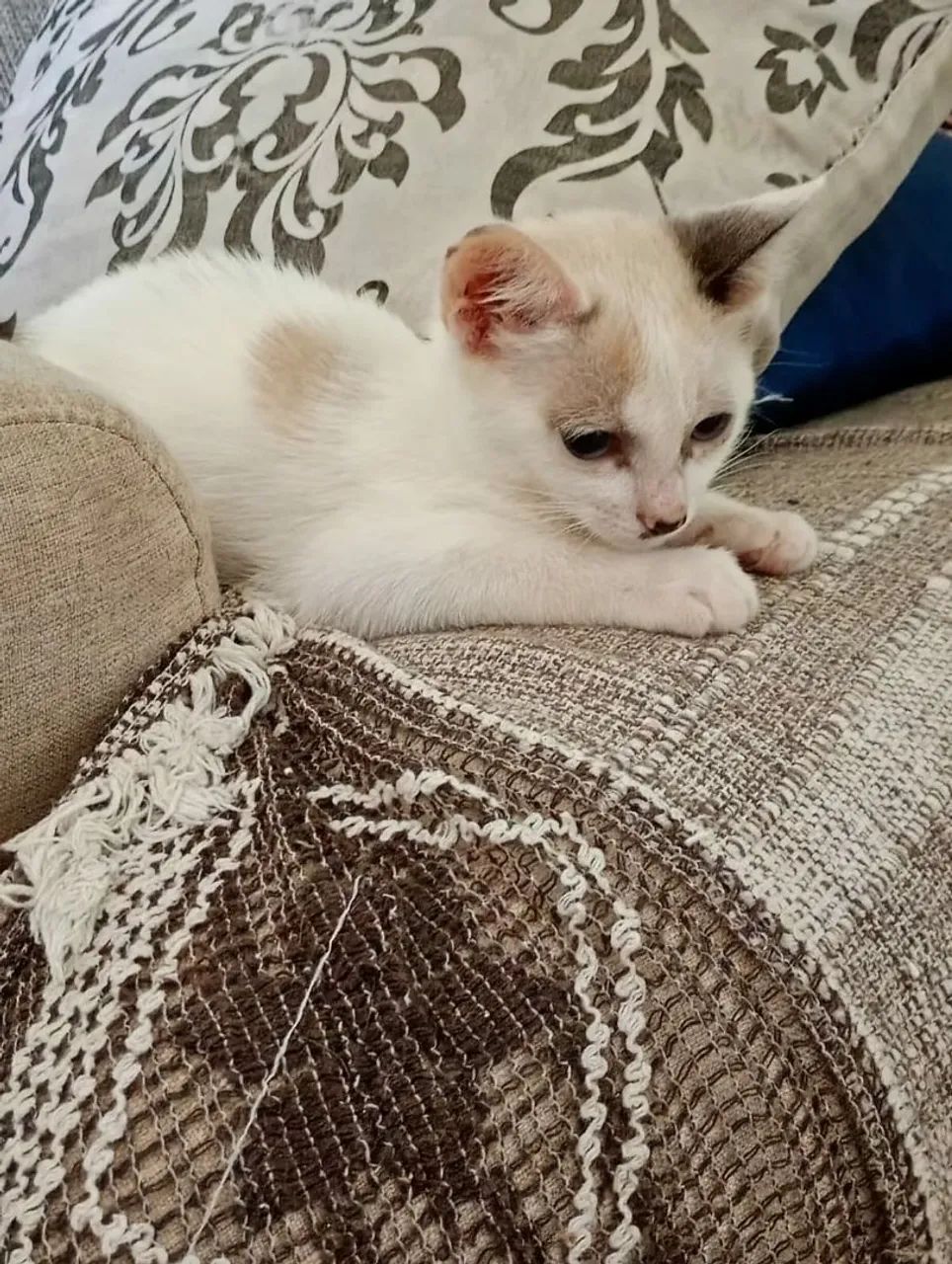 Filhotinha de gato para adoção  - Foto 4
