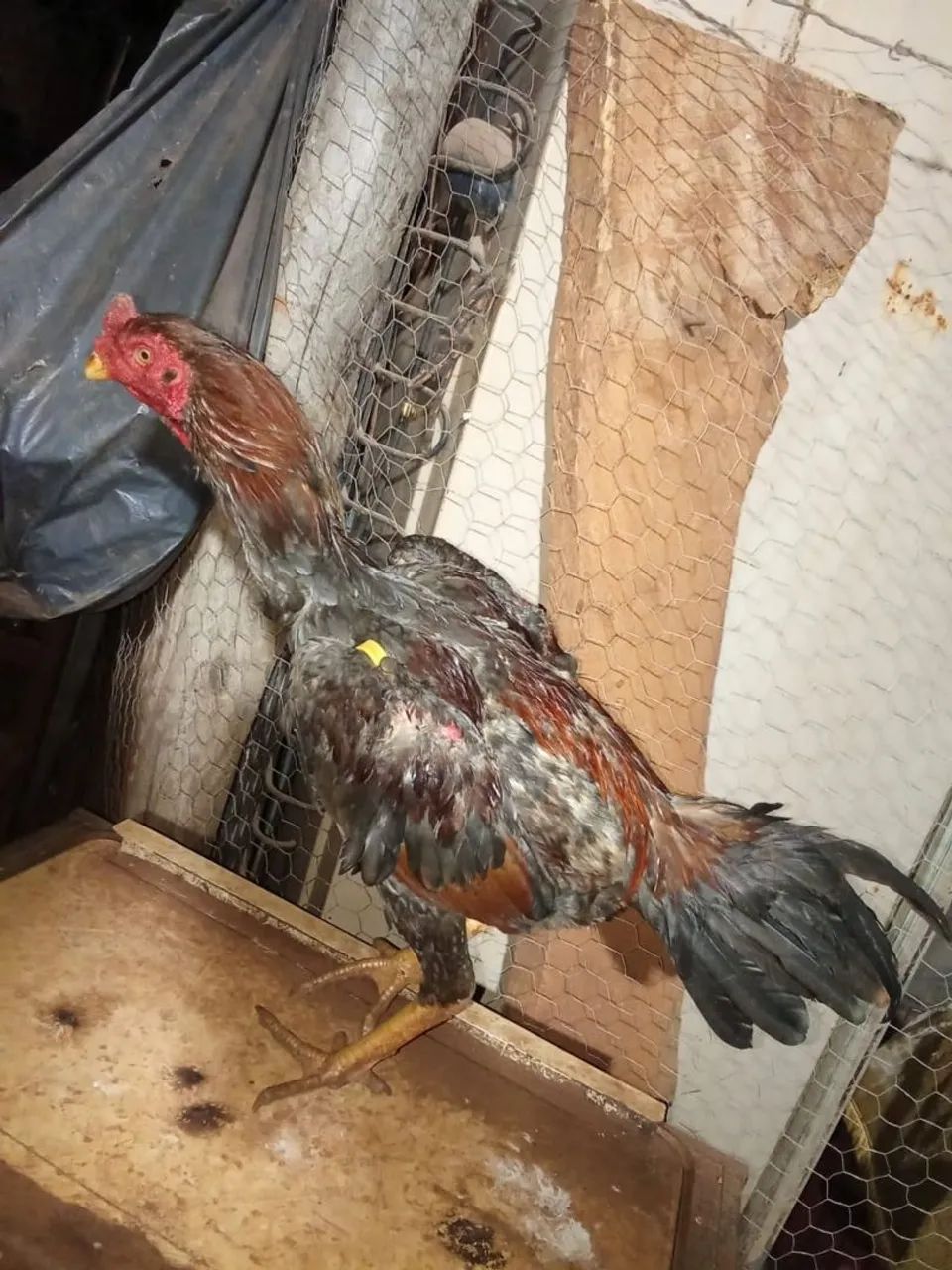 Frango índio  - Foto 2