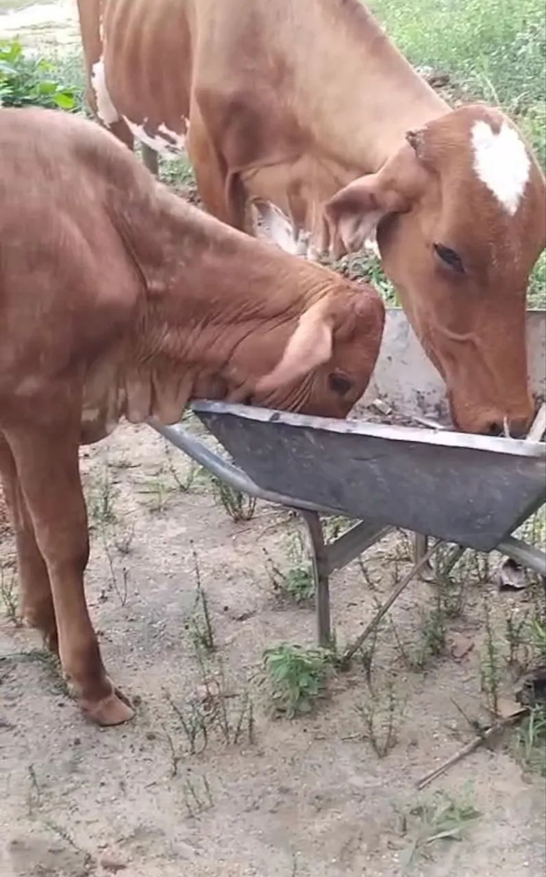 VENDO VACA LEITEIRA E BEZERRA