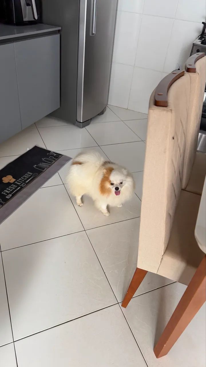 Spitz alemão (Lulu da pomerania)  - Foto 5