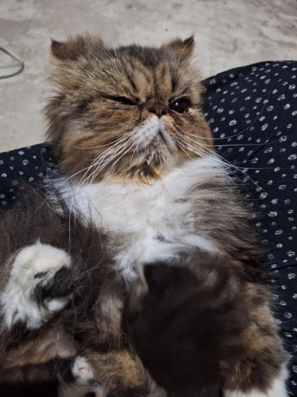 Lindos gatos persas. - Foto 4