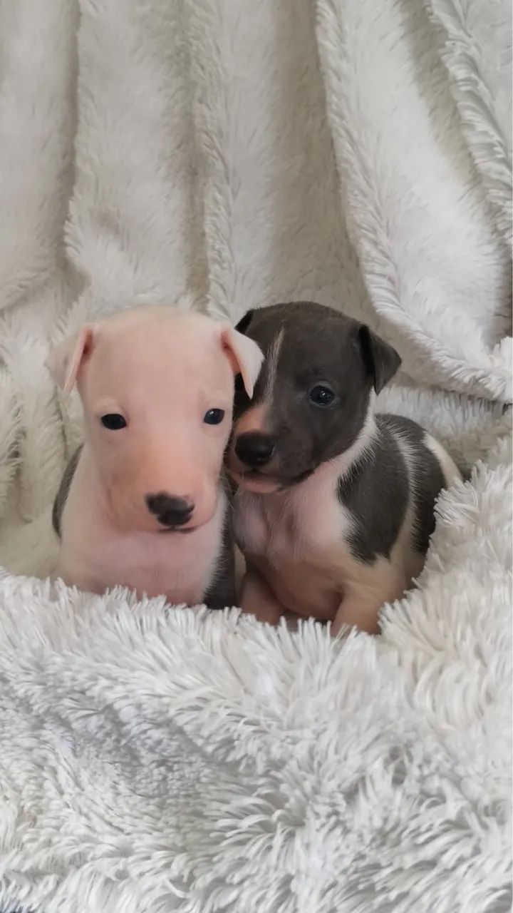 Galgo Italiano - Foto 5