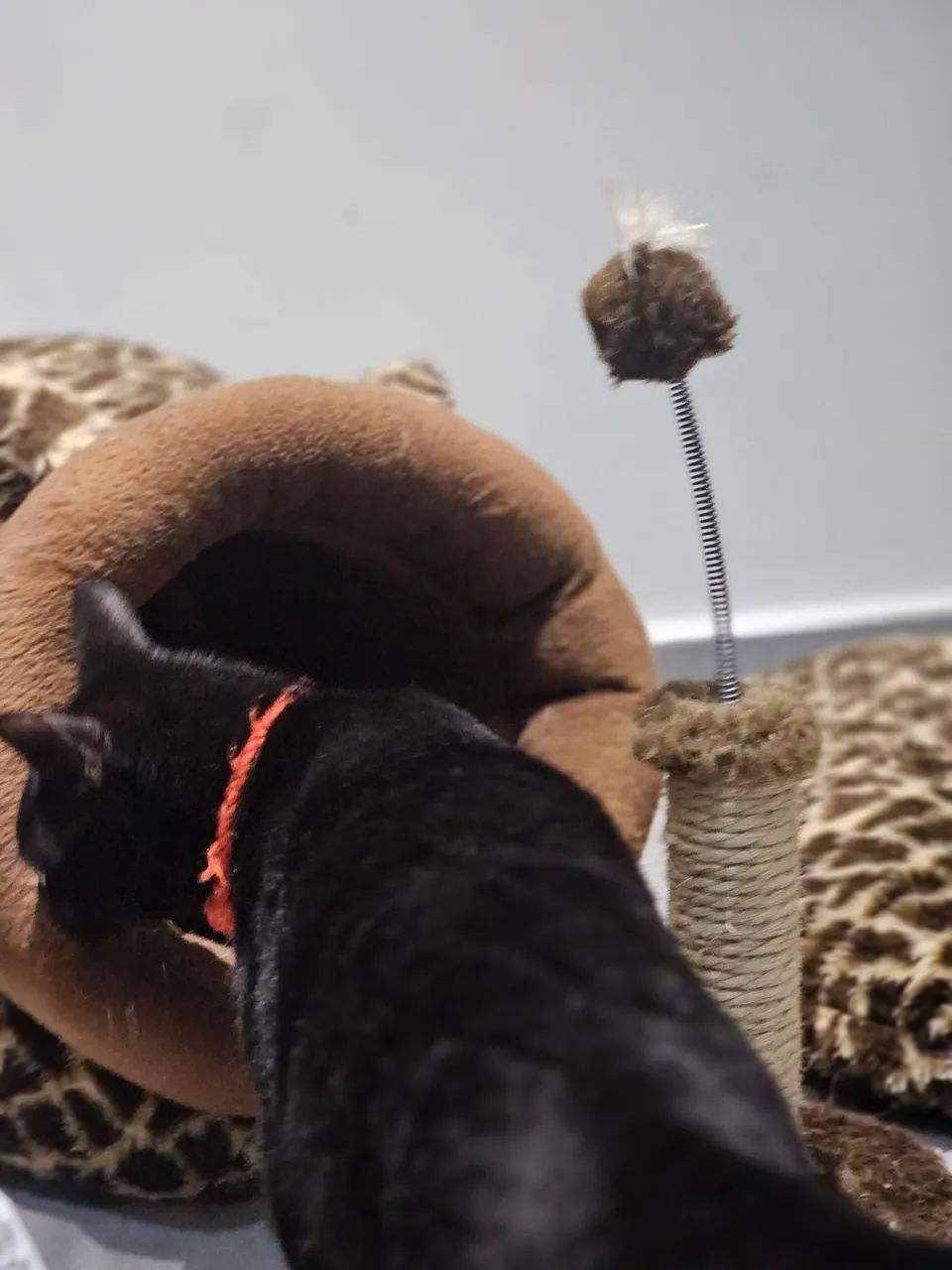CAMINHA GATO FILHOTE E ADULTO  + BRINQUEDO  - Foto 3