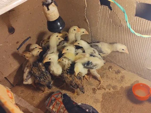 Frangos e Pintinhos ÍNDIO GIGANTE  - Foto 5