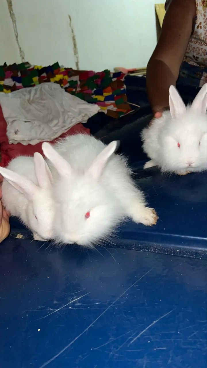 Coelhos filhotes - Foto 3