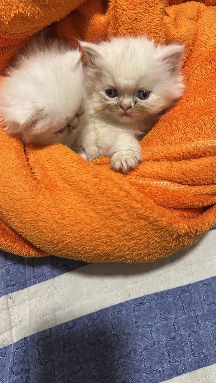 Gato Persa Himalaia - Foto 4