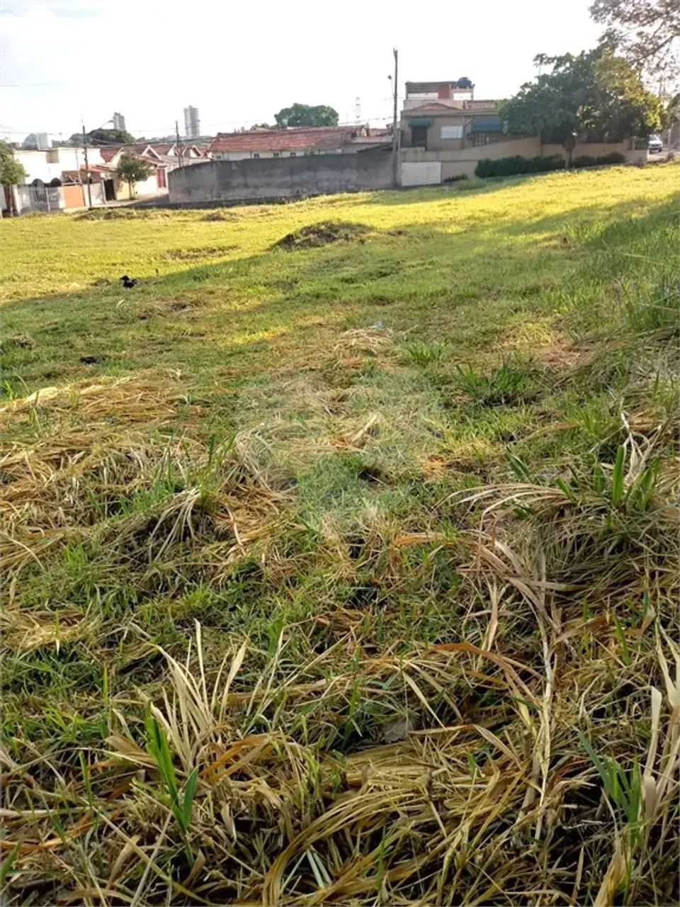 Terreno à venda em Vila gustavo - SP - Foto 2