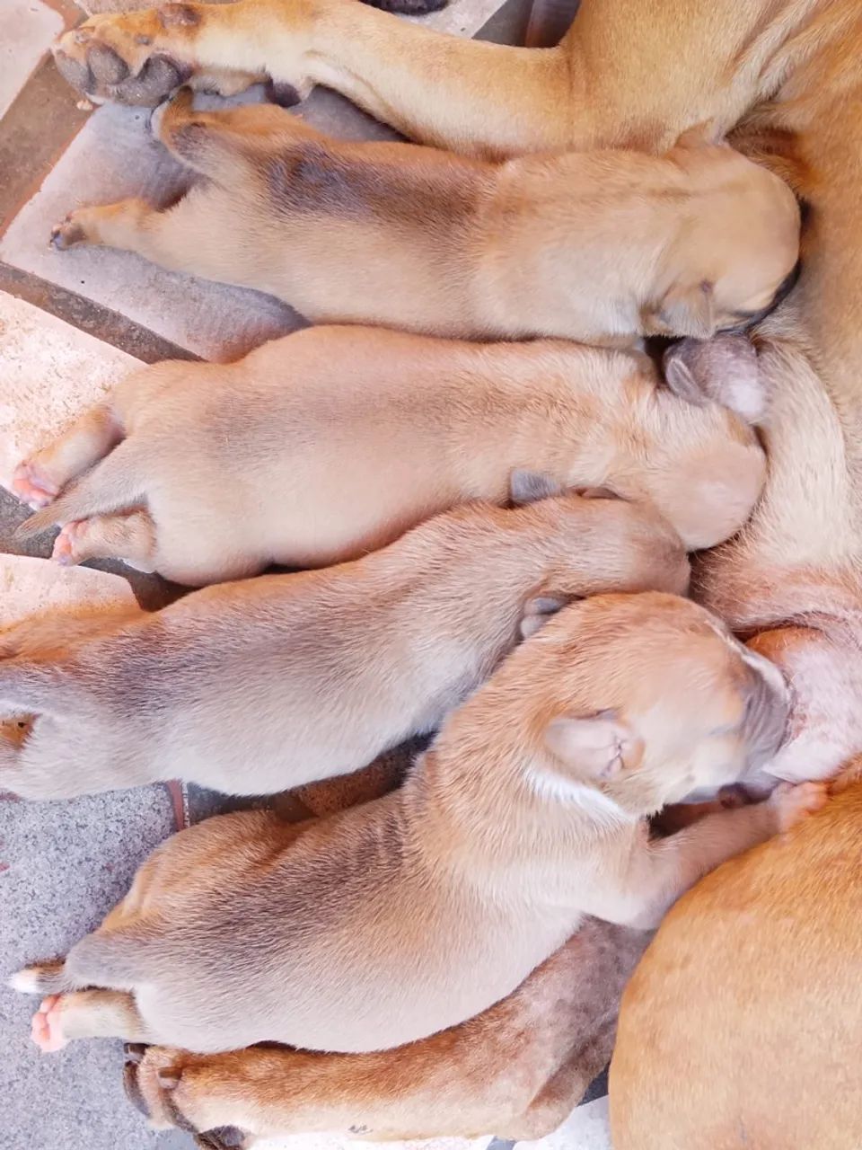 Cachorro  - Foto 2