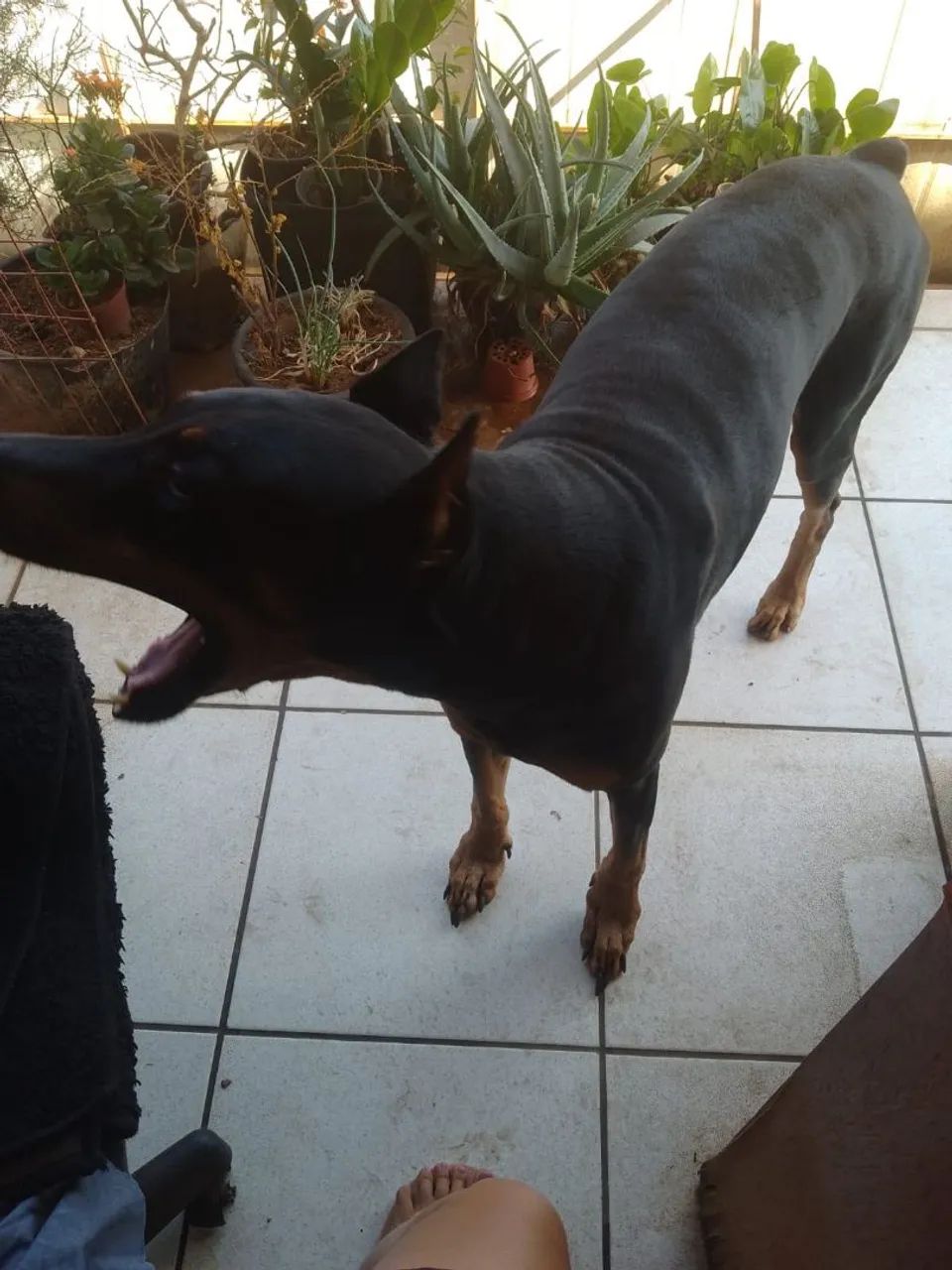 Doa-se doberman adulto - Foto 2
