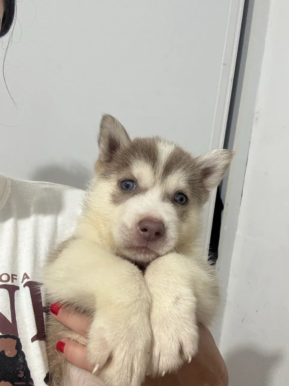 HUSKY SIBERIANO MACHO À VENDA!  - Foto 2