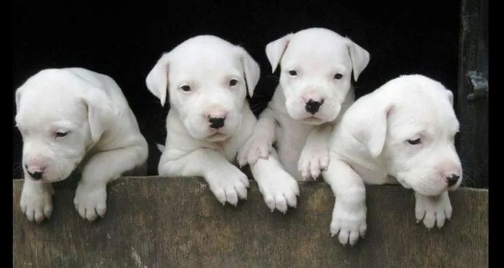 Dogo Argentino Filhotes