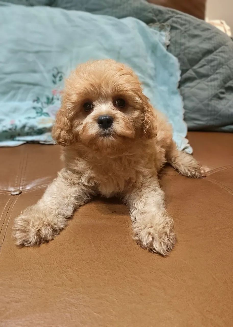 Lindos filhotes de Cavapoo machos na cor Fulvo 