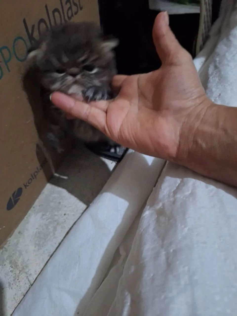 Lindos gatos persas. - Foto 2