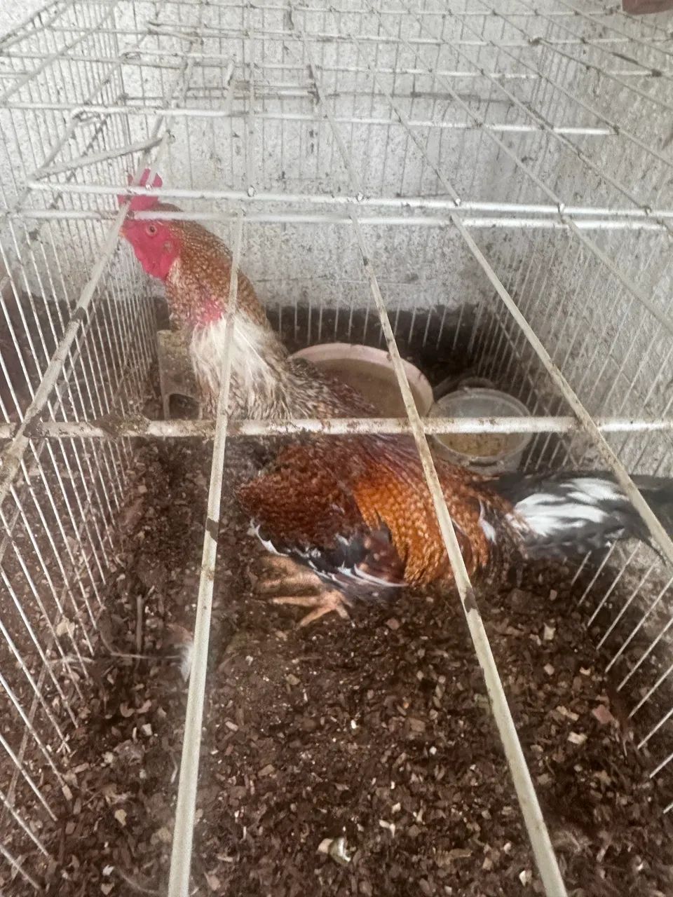 Galo de raça  - Foto 3