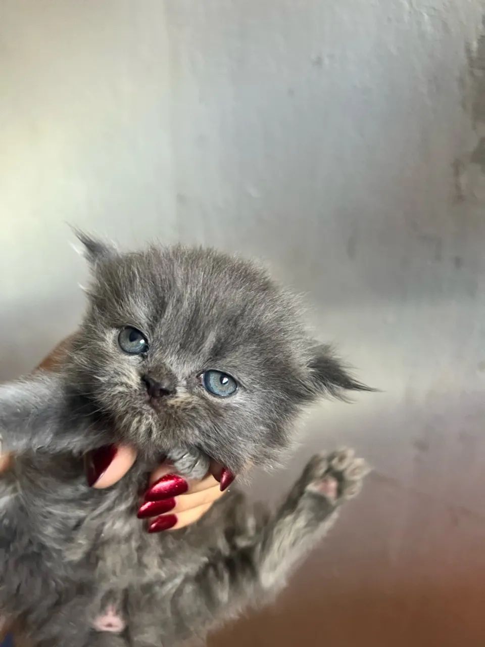 Gata persa - Foto 2