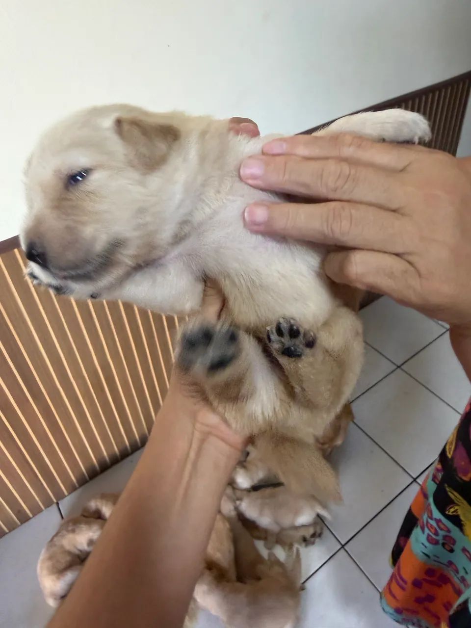 Golden retriever com pedigree  - Foto 2