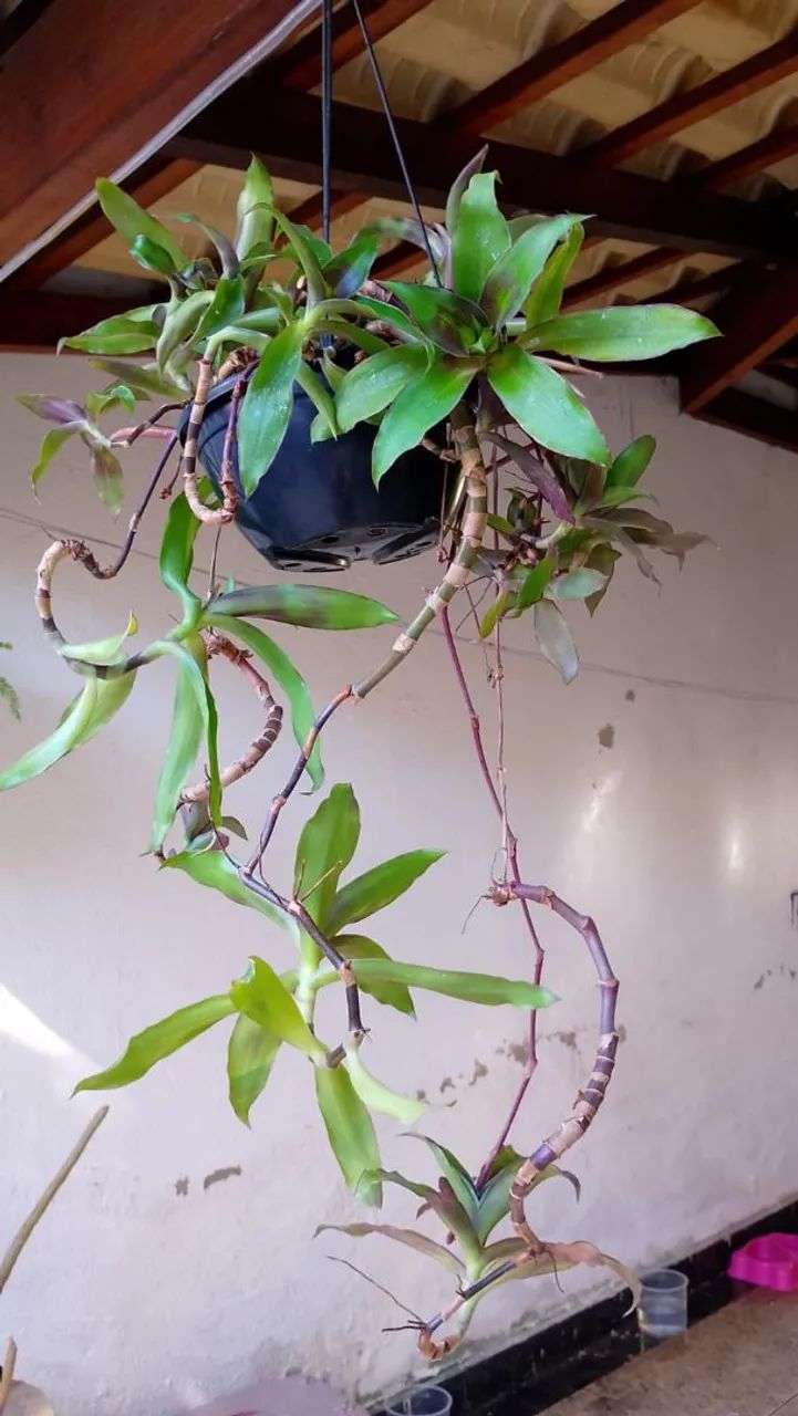 Desapego de planta