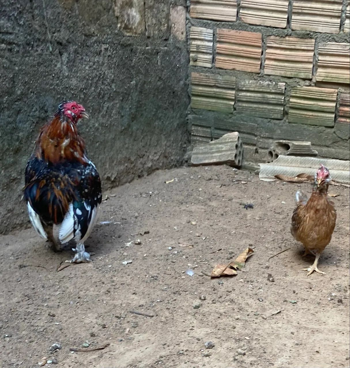 Vende-se casal Garnize (nanico) - Foto 4