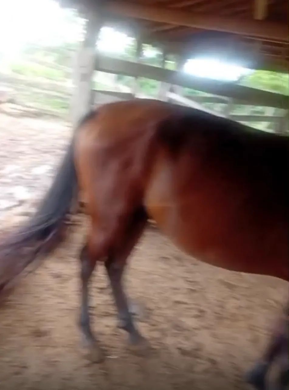 Cavalo castanho Registrado