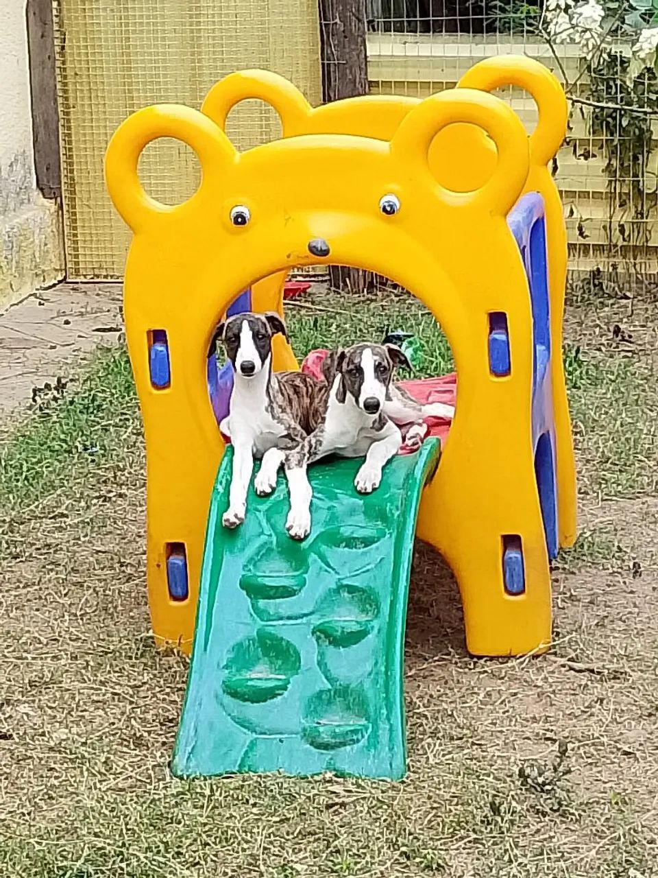 Whippet 