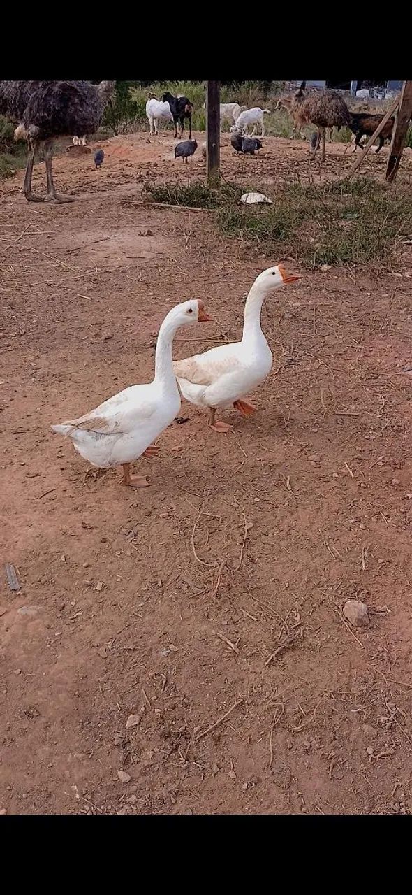 Ganso  - Foto 4