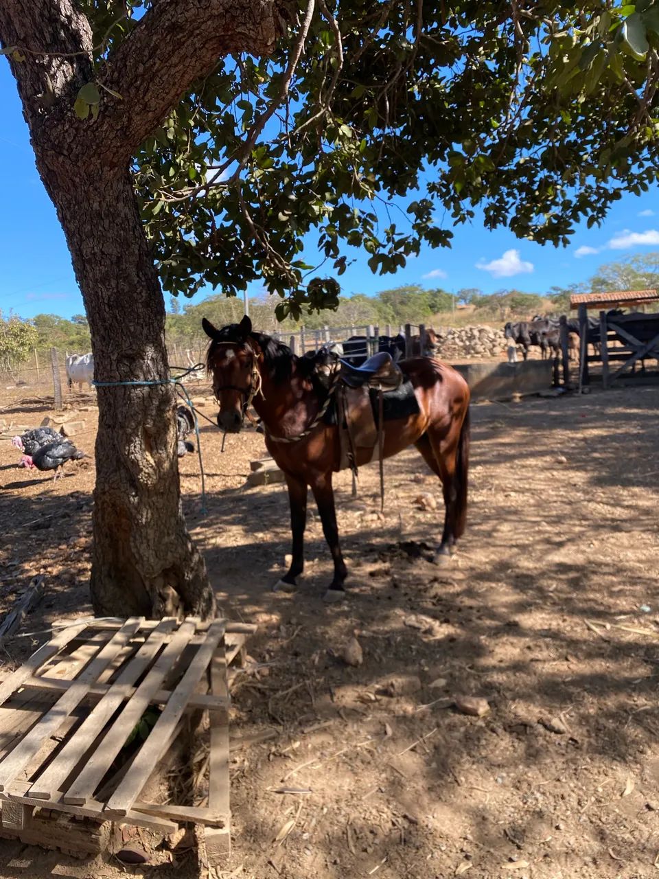 Cavalo pra fazenda  - Foto 3