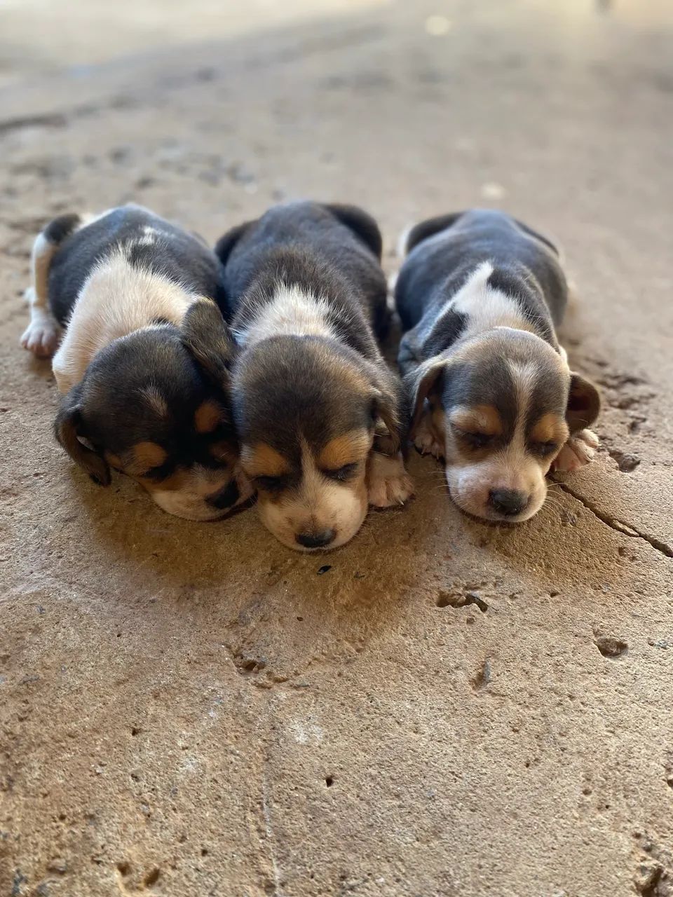 Beagle - PROMOÇÃO  - Foto 4