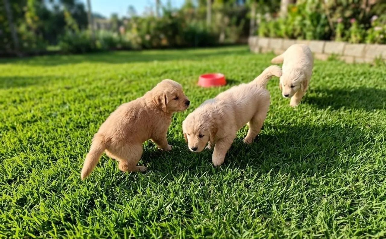 Golden retriever 