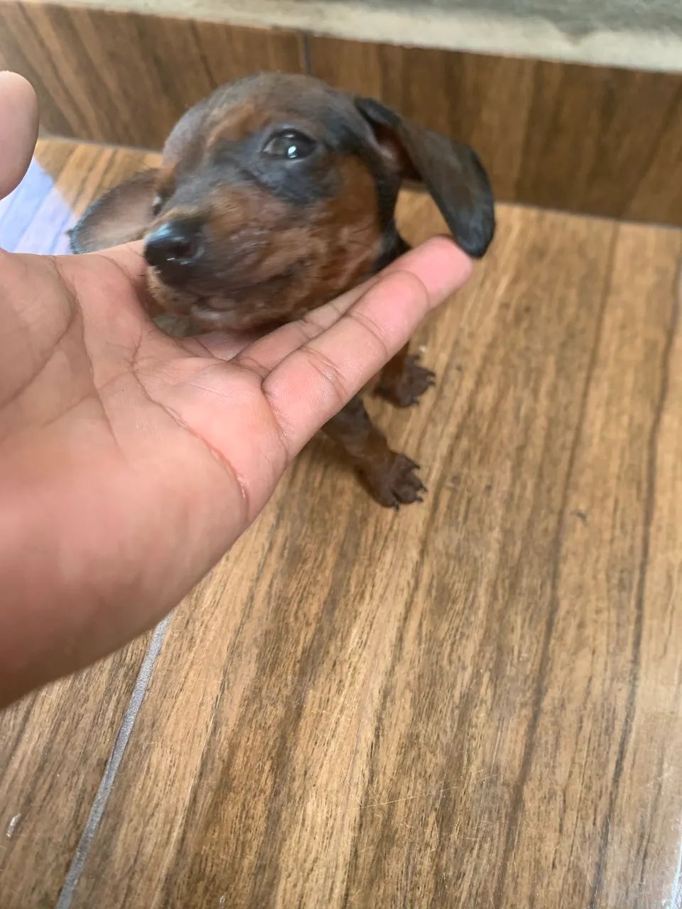Vendo esse salsicha  - Foto 2