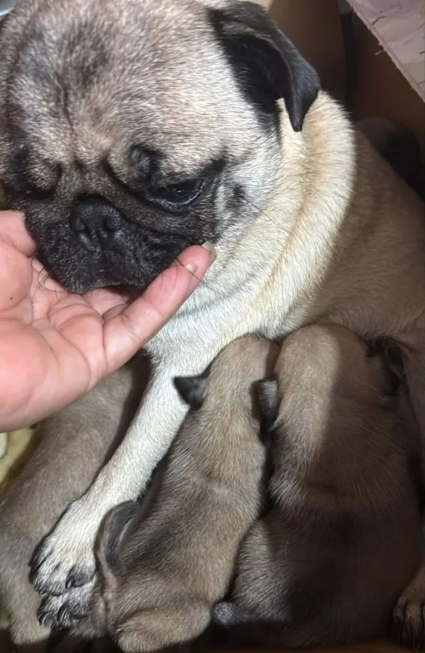 Filhotes de Pug  - Foto 3
