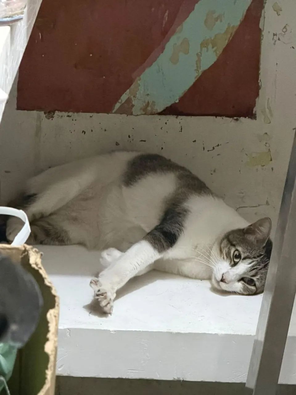 Gato macho para adoção  - Foto 2