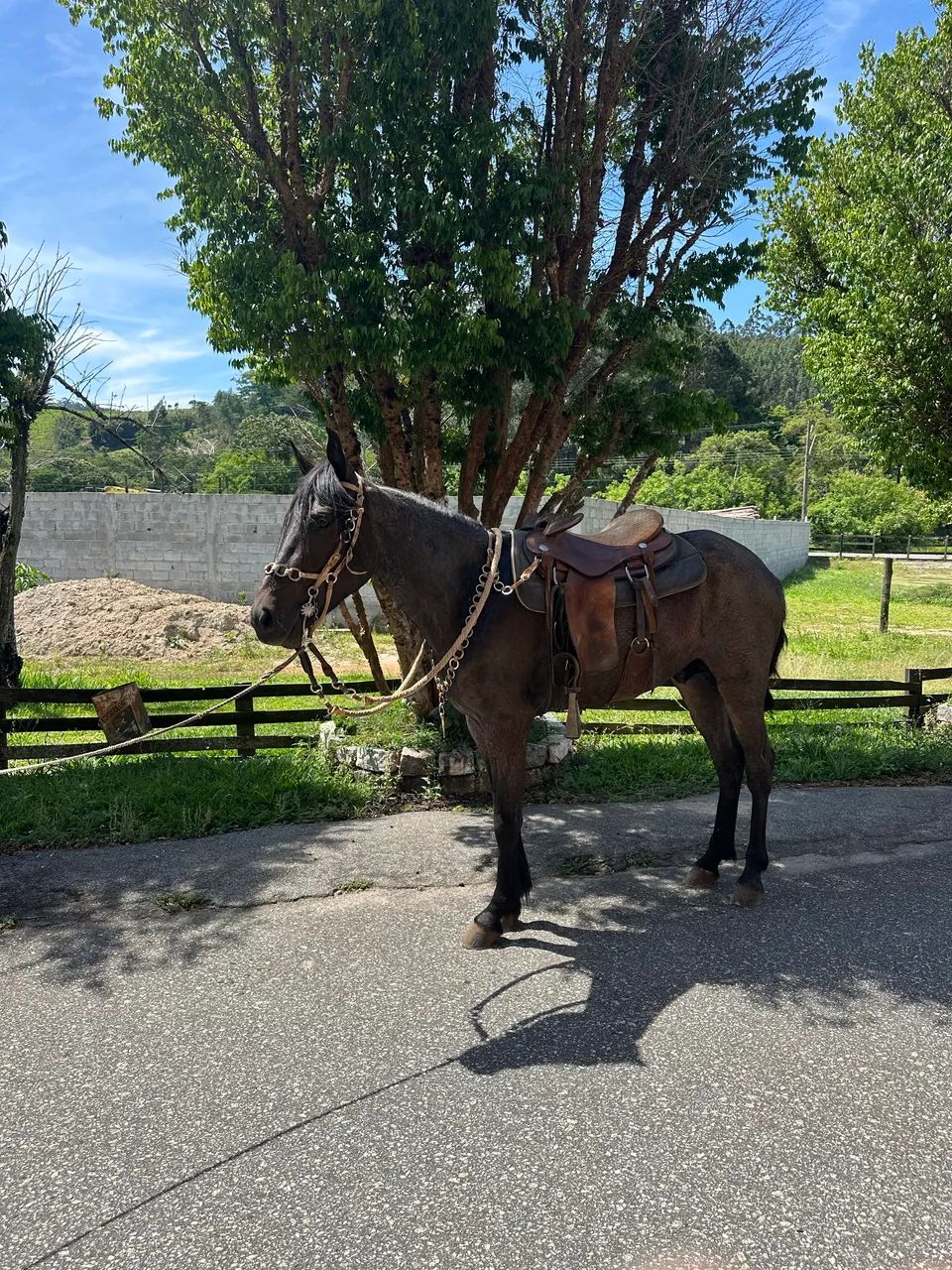 Potro marcha picada  - Foto 6