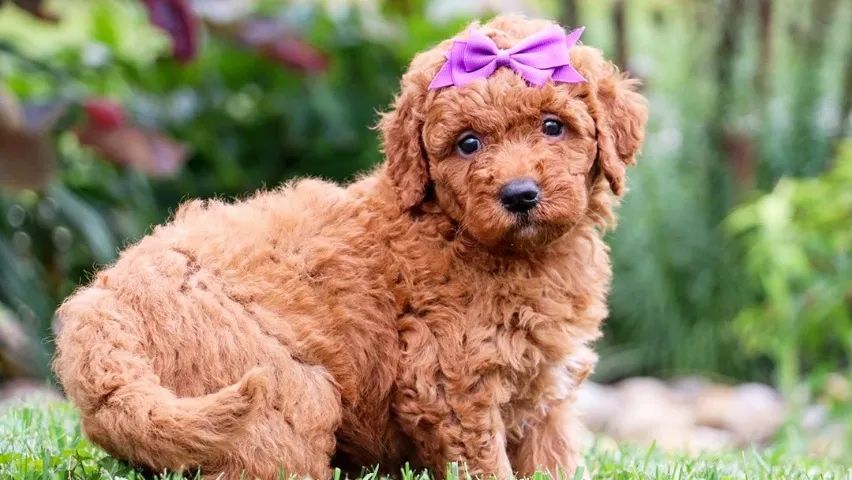 Maltês com poodle