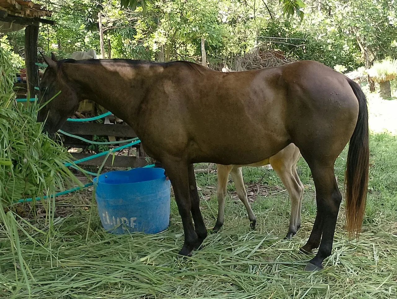 Cavalo  - Foto 5