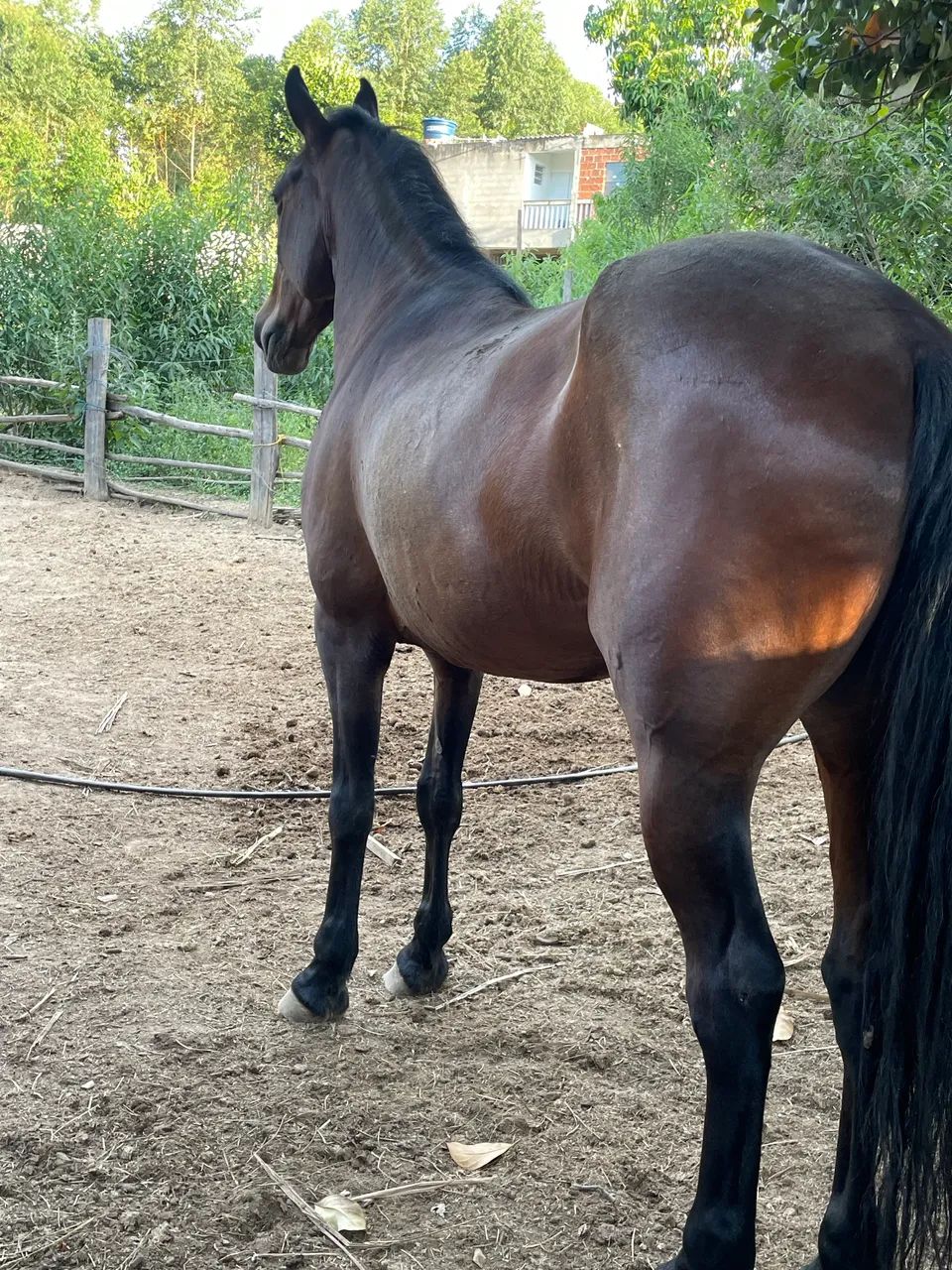 Cavalo  - Foto 4
