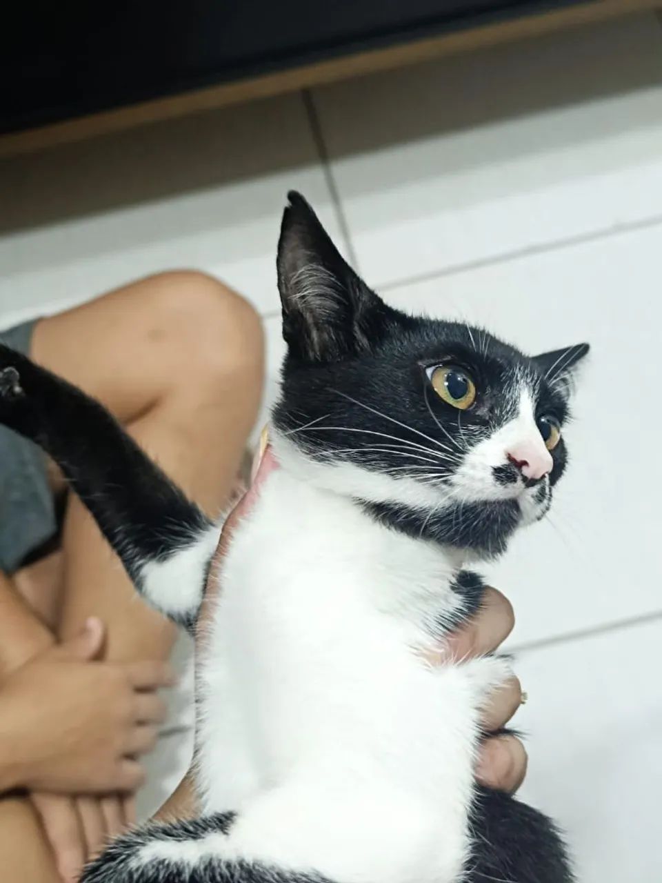 GATINHA FÊMEA FILHOTE DE 4 MESES PARA DOAÇÃO  - Foto 3