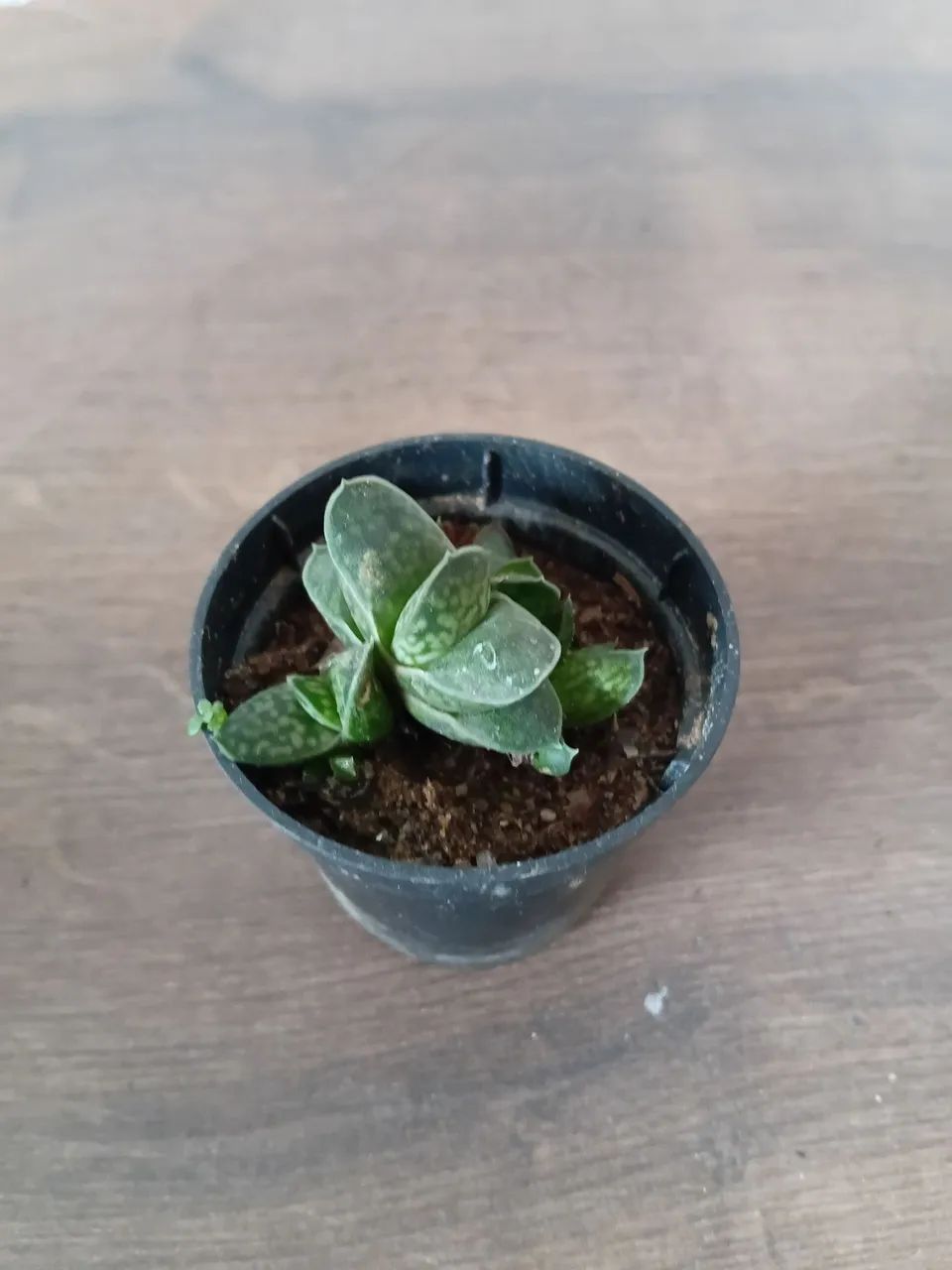 Suculentas - Foto 3
