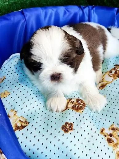 Shihtzu filhotes disponiveis 