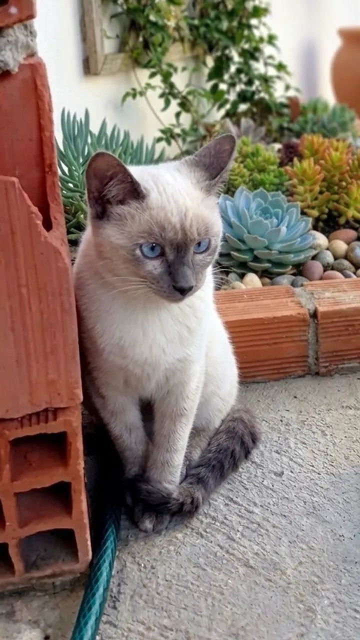 Gatinha dócil